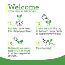 Bonnie Plants Sweet Basil 19.3 oz. 2-Pack