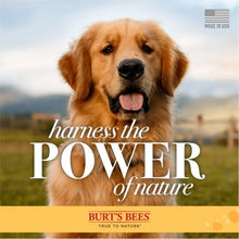 Burt_sBees_OatmealDogShampoo_32fl.oz._2pk.1 - Brands For Less USA