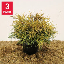 ChamaecyparisPisifera_Sungold_-3-pack - Brands For Less USA
