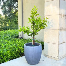 CocktailGrapefruitTreeStandard3 - Brands For Less USA