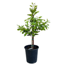 CocktailGrapefruitTreeStandard - Brands For Less USA