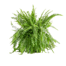 Costa-Farms-22-Tall-Boston-Fern-_1 - Brands For Less USA