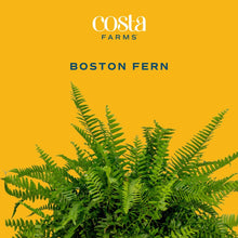 Costa-Farms-22-Tall-Boston-Fern1-_2 - Brands For Less USA
