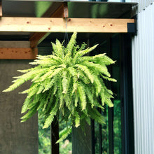 Costa-Farms-22-Tall-Boston-Fern2-_3 - Brands For Less USA