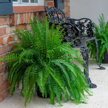 Costa-Farms-22-Tall-Boston-Fern3-_4 - Brands For Less USA