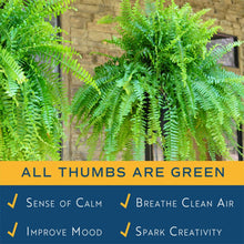 Costa-Farms-22-Tall-Boston-Fern4-_5 - Brands For Less USA