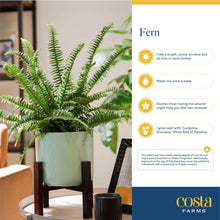 Costa-Farms-22-Tall-Boston-Fern5-_6 - Brands For Less USA
