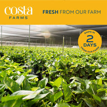 Costa-Farms-22-Tall-Boston-Fern7-_8 - Brands For Less USA