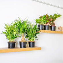 Costa Farms Assorted Houseplants in Nursery Pots, 6-pack