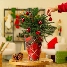 Costa Farms Decorated Norfolk Island Pine Christmas Tree, Houseplant in Decor Cover, 2-pack