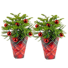 Costa Farms Decorated Norfolk Island Pine Christmas Tree, Houseplant in Decor Cover, 2-pack