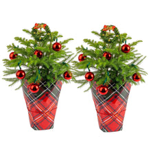 Costa Farms Decorated Norfolk Island Pine Live Christmas Tree, Houseplant in Decor Cover, 2-pack