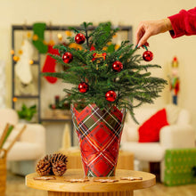 Costa Farms Decorated Norfolk Island Pine Live Christmas Tree, Houseplant in Decor Cover, 2-pack