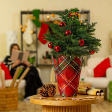 Costa Farms Decorated Norfolk Island Pine Live Christmas Tree, Houseplant in Decor Cover, 2-pack