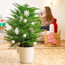 Costa Farms Norfolk Island Pine Decorated Christmas Tree, Houseplant in Decor Planter