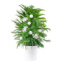 Costa Farms Norfolk Island Pine Decorated Christmas Tree, Houseplant in Decor Planter