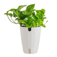 Costa Farms Pothos in Self-watering Pot - Brands For Less USA