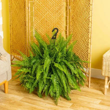 Costa_Farms_XL_Boston_Fern_in_Nursery_Pot1 - Brands For Less USA