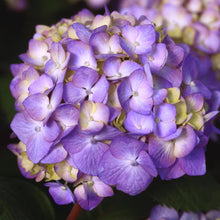 Endless Summer BloomStruck Reblooming Hydrangea Live Shrub in 2-Gallon Grower Pot