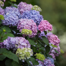 Endless Summer BloomStruck Reblooming Hydrangea Live Shrub in 2-Gallon Grower Pot