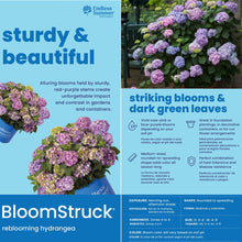 Endless Summer BloomStruck Reblooming Hydrangea Live Shrub in 2-Gallon Grower Pot