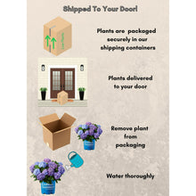 Endless Summer BloomStruck Reblooming Hydrangea Live Shrub in 2-Gallon Grower Pot