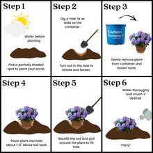 Endless Summer BloomStruck Reblooming Hydrangea Live Shrub in 2-Gallon Grower Pot