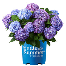 Endless Summer BloomStruck Reblooming Hydrangea Live Shrub in 2-Gallon Grower Pot