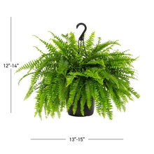 Expert-Gardener-1-5Gal-Green-Bos2 - Brands For Less USA