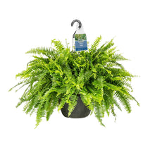 Expert-Gardener-1-5Gal-Green-Bos - Brands For Less USA