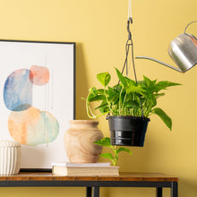 Expert Gardener 12" Green Pothos House Plant in 6" Hanging Basket