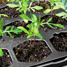 Ferry-Morse-Pro-Hex-Seed-Startin4 - Brands For Less USA