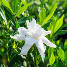 GardeniaFrostProofCollection2 - Brands For Less USA