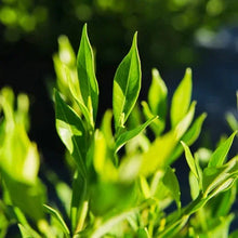 GardeniaFrostProofCollection3 - Brands For Less USA