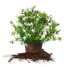 GardeniaFrostProofCollection - Brands For Less USA