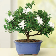 GardeniaSmallBonsaiTree - Brands For Less USA