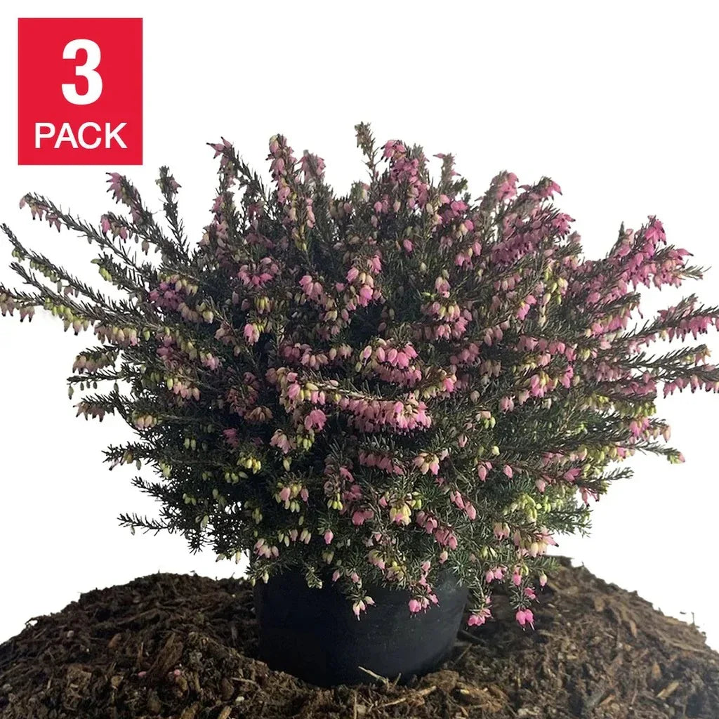 Heather Mediterranean, 3-pack– Brands For Less USA