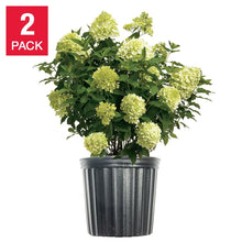 HydrangeaShrubs3Gallon_2-pack - Brands For Less USA