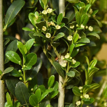 Ilex Sky Pencil Plant, 2-pack - Brands For Less USA