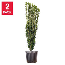 Ilex Sky Pencil Plant, 2-pack - Brands For Less USA