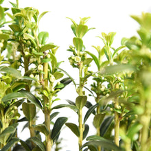 Ilex Sky Pencil Plant, 2-pack - Brands For Less USA