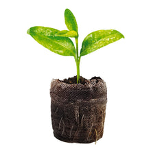 Jiffy 36 mm Peat Pellet Refills (36 pack), Seed Starter Soil Plugs