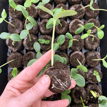 Jiffy-72-Cell-Greenhouse-Seed-St1 - Brands For Less USA