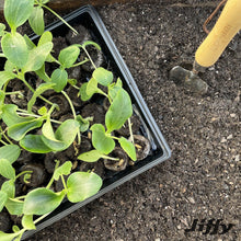 Jiffy-72-Cell-Greenhouse-Seed-St2 - Brands For Less USA