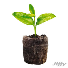Jiffy-72-Cell-Greenhouse-Seed-St9 - Brands For Less USA