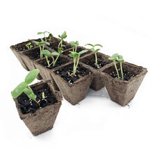 Jiffy-Strips-Biodegradable-Seed4 - Brands For Less USA