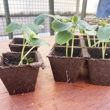 Jiffy-Strips-Biodegradable-Seed6 - Brands For Less USA