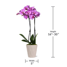 Just Add Ice Live Plant 16-30" Tall Premium Orchid in 5" Decorative Clay Pot
