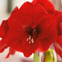 Longfield Gardens Amaryllis Bulb with Bird’s Nest