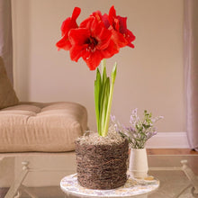 Longfield Gardens Amaryllis Bulb with Bird’s Nest